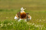 Image. Great Bustard