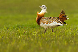 Image. Great Bustard