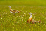 Image. Great Bustard