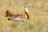 Image. Great Bustard