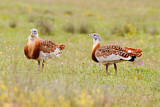 Image. Great Bustard