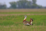 Image. Great Bustard