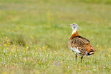 Image. Great Bustard