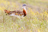 Image. Great Bustard
