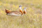Image. Great Bustard
