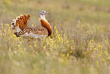 Image. Great Bustard
