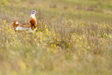 Image. Great Bustard