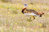 Image. Great Bustard