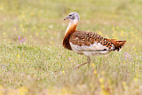 Image. Great Bustard