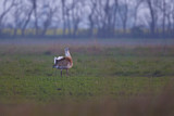 Image. Great Bustard