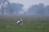 Image. Great Bustard