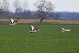 Image. Great Bustard