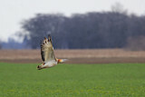 Image. Great Bustard