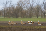 Image. Great Bustard