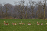 Image. Great Bustard