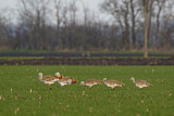 Image. Great Bustard