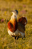 Image. Great Bustard