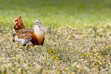 Image. Great Bustard