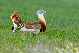 Image. Great Bustard