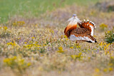 Image. Great Bustard