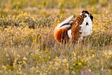 Image. Great Bustard