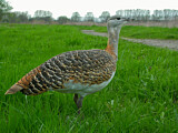 Image. Great Bustard
