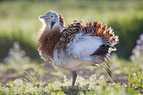 Image. Great Bustard