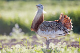 Image. Great Bustard