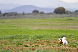 Image. Great Bustard