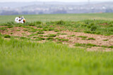 Image. Great Bustard