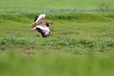 Image. Great Bustard