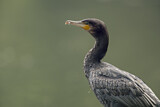 Image. Great Cormorant
