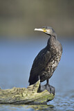 Image. Great Cormorant
