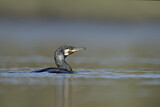 Image. Great Cormorant