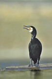 Image. Great Cormorant