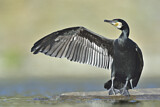 Image. Great Cormorant