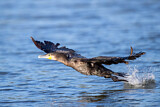 Image. Great Cormorant
