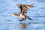 Image. Great Cormorant