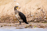 Image. Great Cormorant