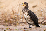 Image. Great Cormorant