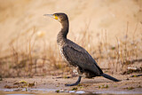 Image. Great Cormorant