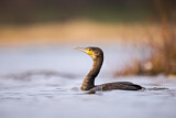 Image. Great Cormorant