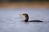 Image. Great Cormorant