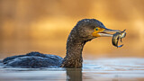 Image. Great Cormorant