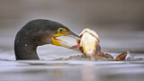 Image. Great Cormorant