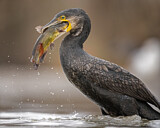 Image. Great Cormorant