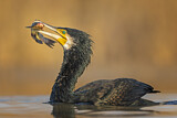 Image. Great Cormorant