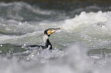 Image. Great Cormorant