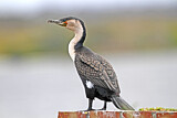 Image. Great Cormorant