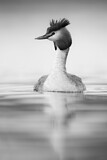 Image. Great Crested Grebe